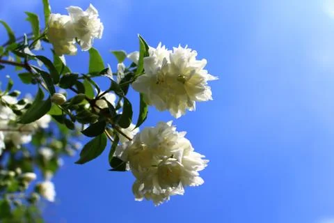 White jasmine in the garden Stock Photos