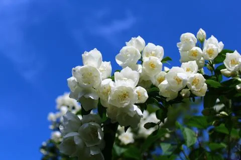 White jasmine in the garden Stock Photos