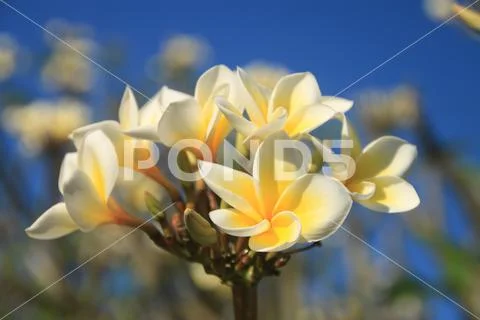 White Jasmine with its yellow interior Stock Photos