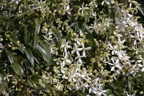 White jasmine Stock Photos