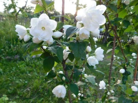 White jasmine Stock Photos