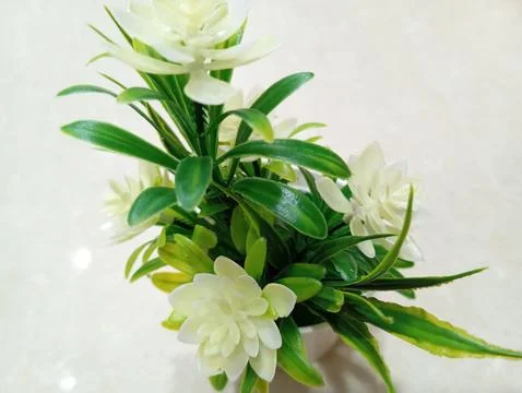 White jasmine Stock Photos