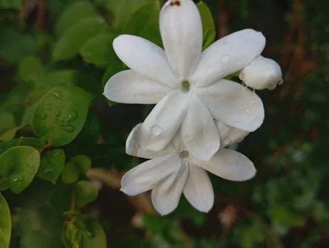 White jasmine Stock Photos