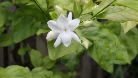 White jasmine sway in the wind Stock Footage 221557824