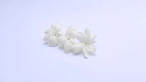 White Jasmine on A White Stock Footage 285898460