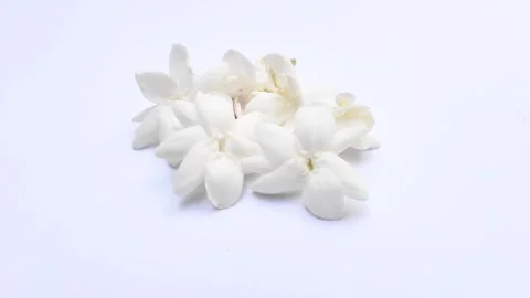 White Jasmine on A White Stock Footage 285898461