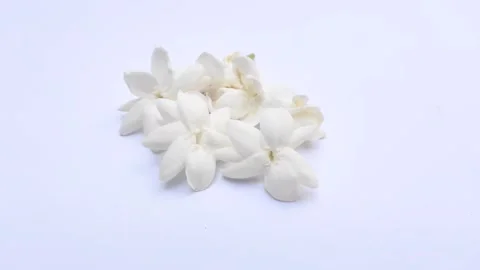White Jasmine on A White Stock Footage 285898464
