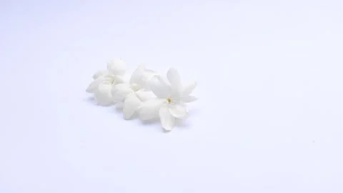 White Jasmine on A White Stock Footage 285898465