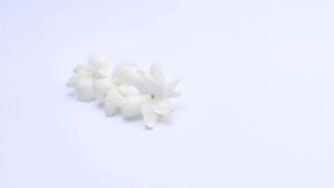 White Jasmine on A White Stock Footage 285898466