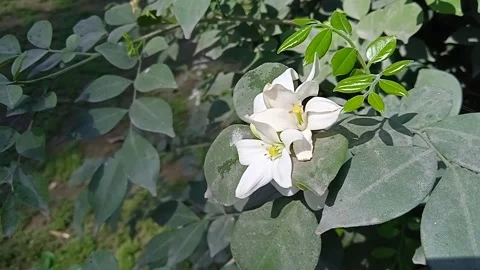 White Jasmines Video stock 149917260