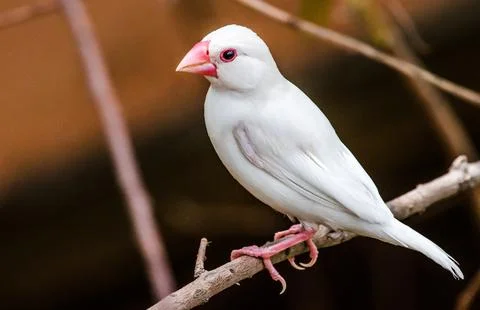 White Java Sparrow - Bird Munia Fotos de archivo