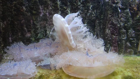 White Jelly Fish Stock Footage 91983808