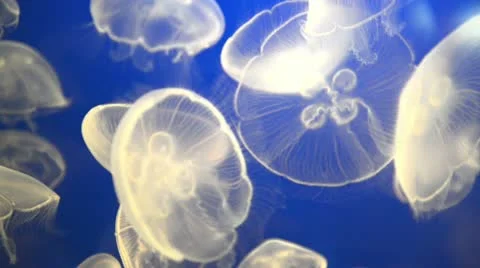 White jellyfish (aurelia aurita or moon jelly) Stock Footage