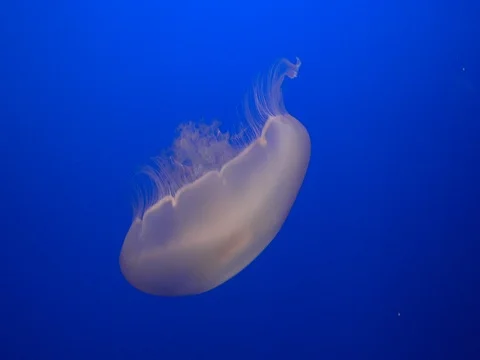 White Jellyfish Close Stock Footage 72206588
