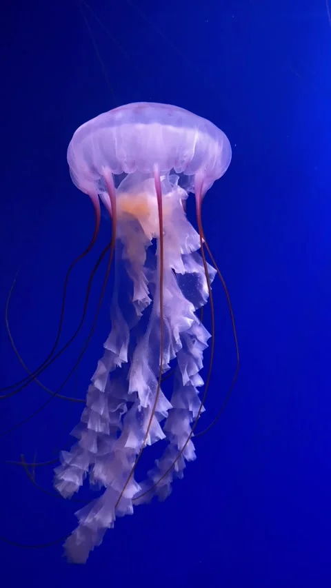 White jellyfish floating in an aquarium pool. Video stock 300054272