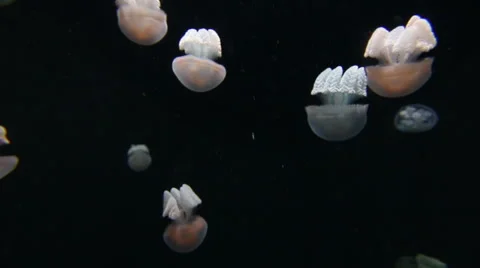 White Jellyfish Stock Footage 41329551