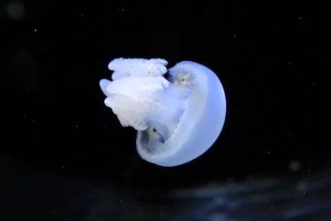 White jellyfish Stock Photos