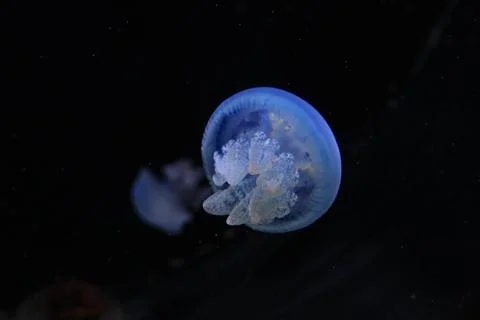 White jellyfish Stock Photos