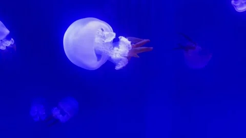 White Jellyfish with tentacles Stock Footage 305865993