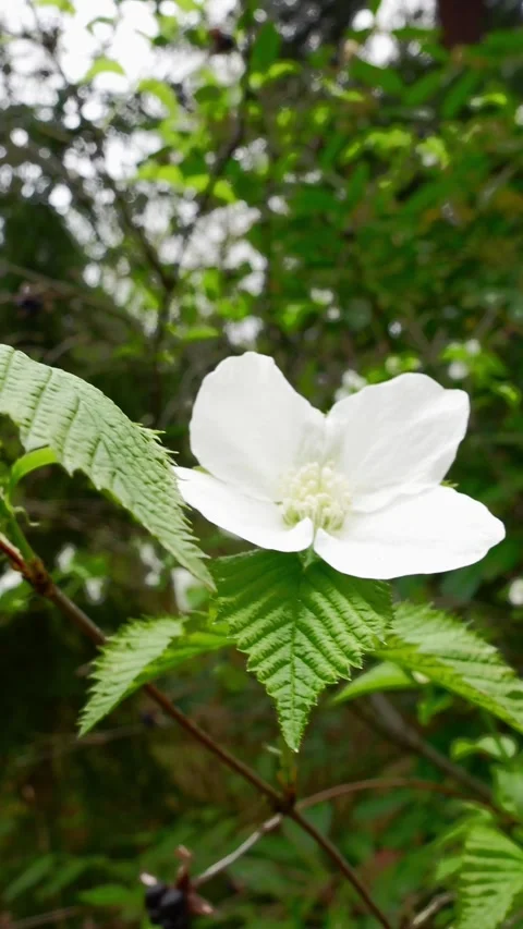 White jetbead flower in bloom close up Stock Footage 335211320