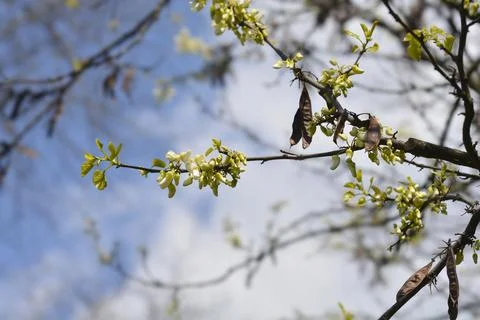 White Judas tree Stock Photos