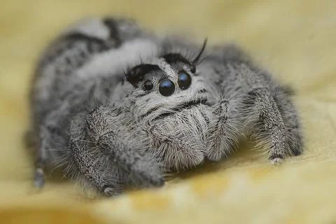 White jumping spider Foto stock