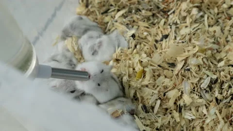 White jungar hamster drinking water from a special water bottle in a cage Video stock 167992572