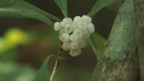 White Jungle Berries, Mount Leuser National Park, Indonesia Stock Footage 141584887