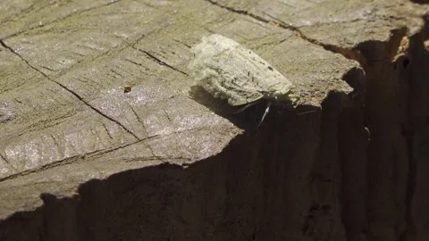 White Jungle Moth Testing Log Edge Then Taking Off - Close Up Stock Footage 336646167