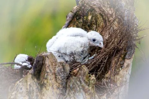 White junior gryfalcon Stock Photos