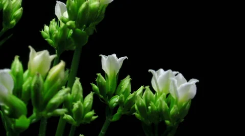 White Kalanchoe Time-lapse Stock Footage 45714591