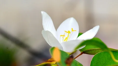 White kalong Stock Footage 90069160