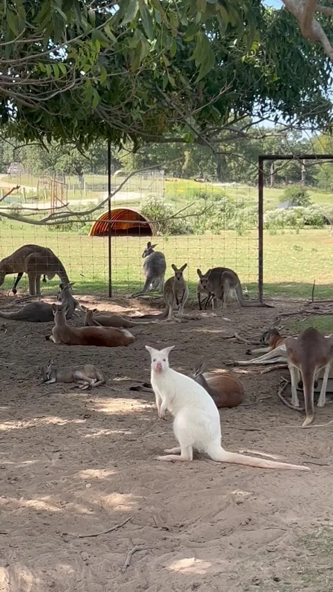 White kangaroo in between red kangaroos in Franklin safari, Texas Stock Footage 337267461