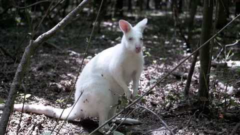 White Kangaroo in the Forest Stock-Footage 293180410