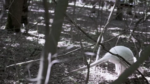 White Kangaroo in Forest, Nature Scene, Wildlife Stock Footage 293232186