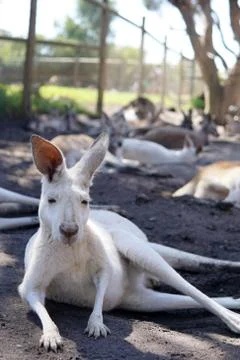 White kangaroo with isolated background. Stock Photos