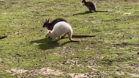 White Kangaroos Stock Footage 274147517