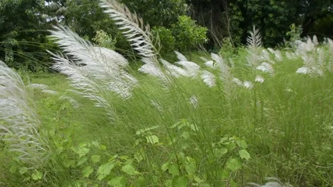White Kans Grass Swaying in Wind in Tropical Riverside Landscape Stock Footage 319817675