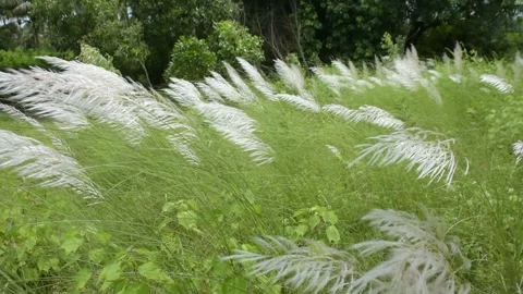 White Kans Grass Swaying in Wind in Tropical Riverside Landscape Stock Footage 319817692