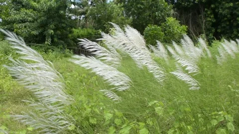 White Kans Grass Swaying in Wind in Tropical Riverside Landscape Stock Footage 319817718