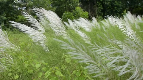 White Kans Grass Swaying in Wind in Tropical Riverside Landscape Stock Footage 319817719
