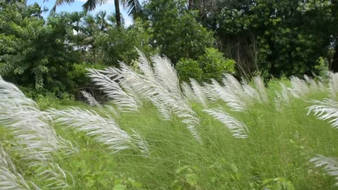 White Kans Grass Swaying in Wind in Tropical Riverside Landscape Stock Footage 319817800