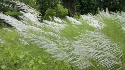 White Kans Grass Swaying in Wind in Tropical Riverside Landscape Stock Footage 319817858