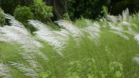 White Kans Grass Swaying in Wind in Tropical Riverside Landscape Stock Footage 319817959
