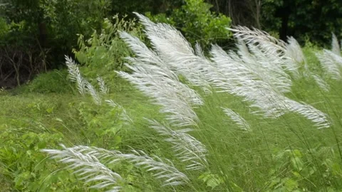 White Kans Grass Swaying in Wind in Tropical Riverside Landscape Stock Footage 319818120