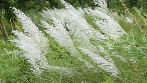 White Kans Grass Swaying in Wind in Tropical Riverside Landscape Stock Footage 319818122