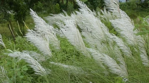White Kans Grass Swaying in Wind in Tropical Riverside Landscape Stock Footage 319818157