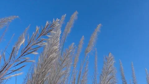 White kash flower or wild sugarcane or kans grass swaying in wind during durg Video stock 208863589