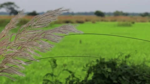 White kash flower or wild sugarcane or kans grass swaying in wind during durg Video stock 212122100