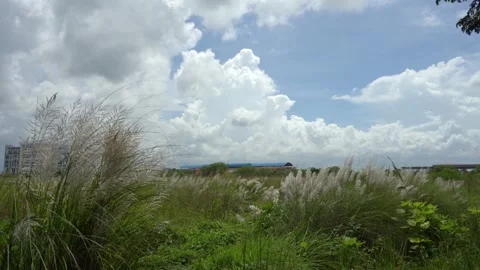 White Kash Phul or Kans grass flower (Saccharum Spontaneum) blomming during Stock Footage 298645110